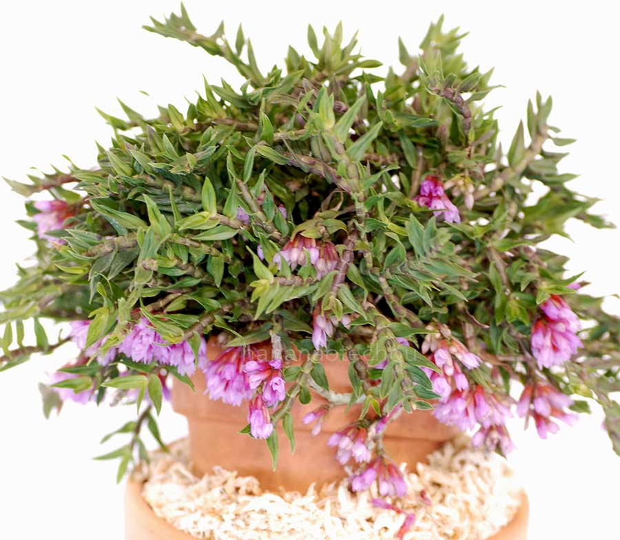 |花の手帖の蘭図鑑