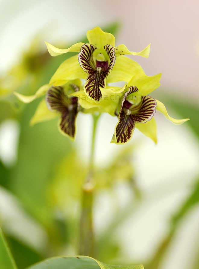 デンドロビウム アンドレ ミラー 'ヨシコ'｜花の手帖の蘭図鑑