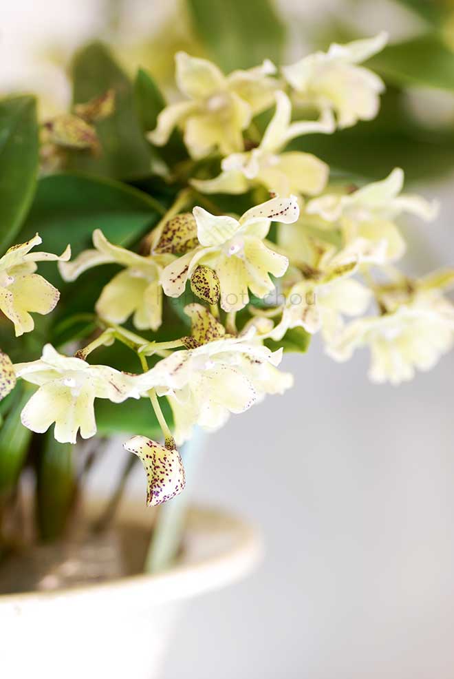 デンドロビウム オージーズ チップ 'アカギ'｜花の手帖の蘭図鑑