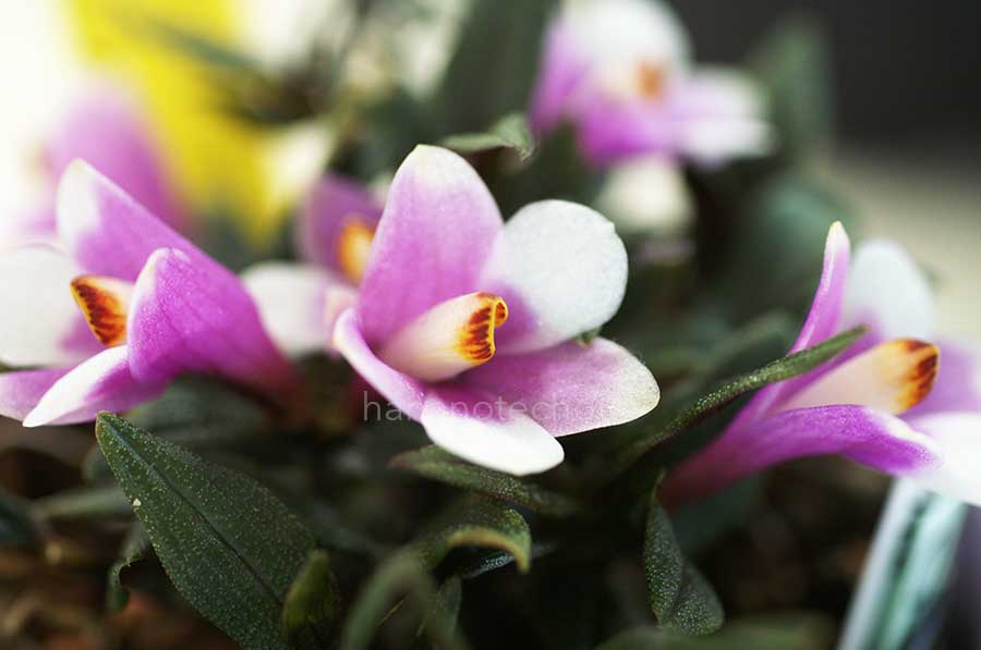 デンドロビウム オージーズハイロウ 'チェリー'|花の手帖の蘭図鑑