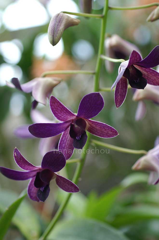 デンドロビウム ブルー ヴァイオレッタ｜花の手帖の蘭図鑑