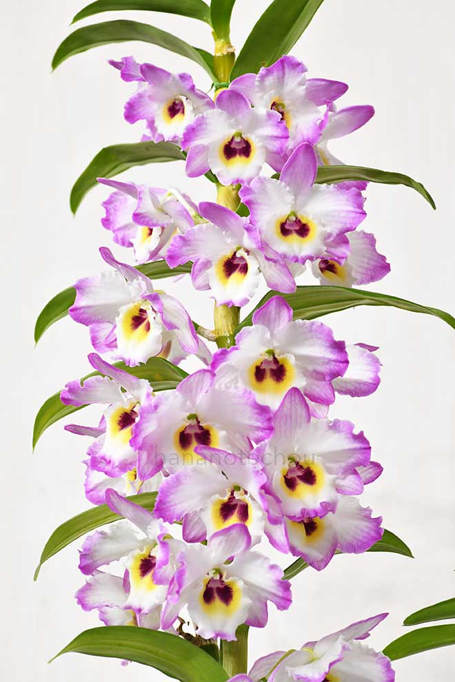 デンドロビウム セレブリティ スマイル 'レジェンド'|花の手帖の蘭図鑑