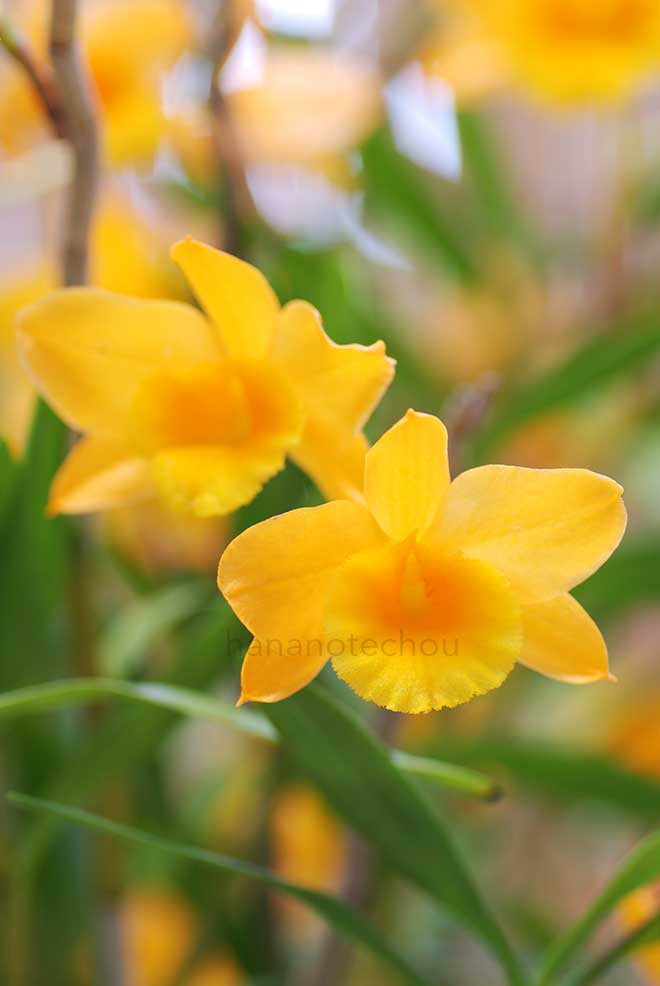 デンドロビウム クラバタム|花の手帖の蘭図鑑