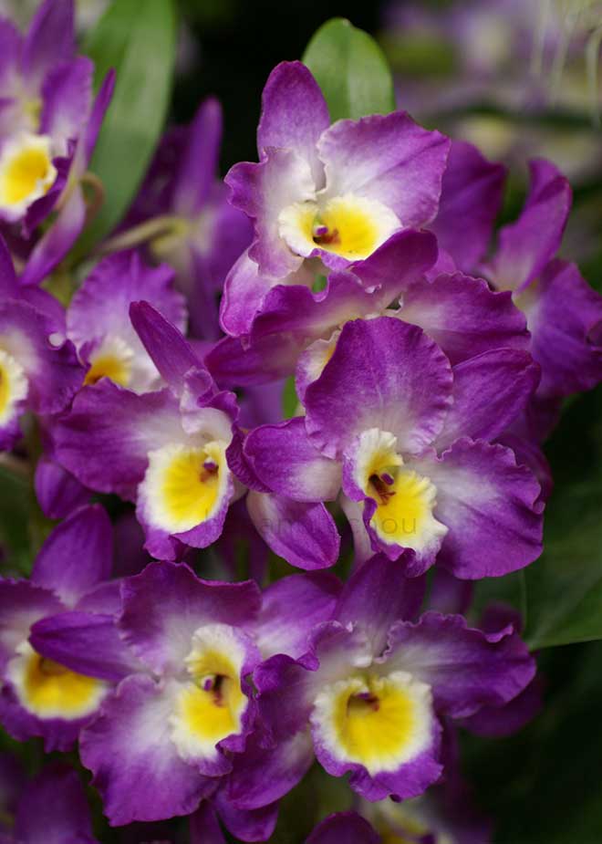 デンドロビウム コメットキング 'アカツキ'|花の手帖の蘭図鑑