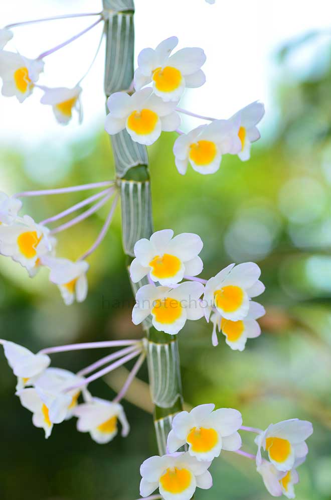 デンドロビウム クレピダタム｜花の手帖の蘭図鑑