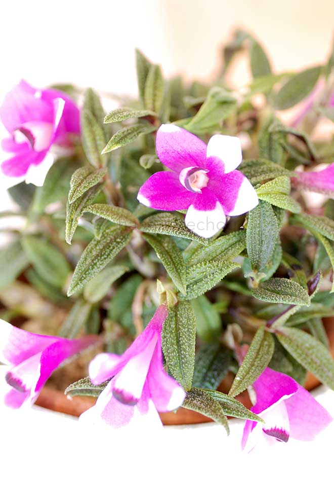 |花の手帖の蘭図鑑