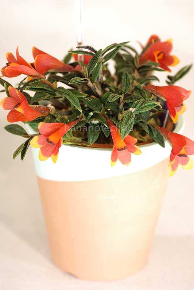 デンドロビウム カスバートソニー 'ソシアル ダンス'｜花の手帖の蘭図鑑