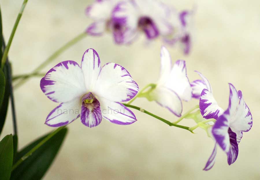 デンドロビウム エノビ パープル 'スプラッシュ'|花の手帖の蘭図鑑