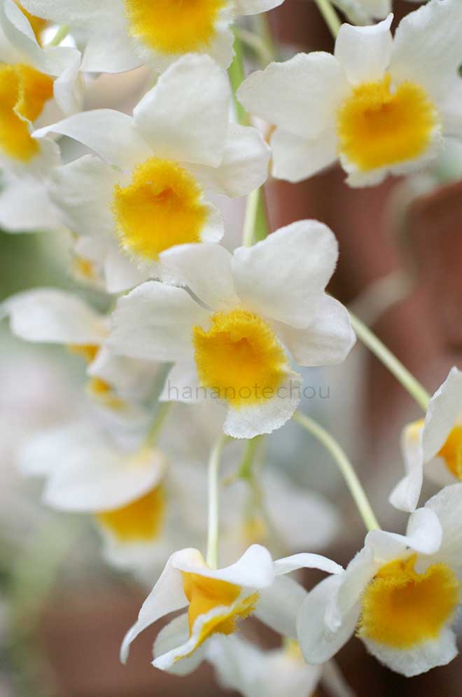 デンドロビウム ファーメリー|花の手帖の蘭図鑑