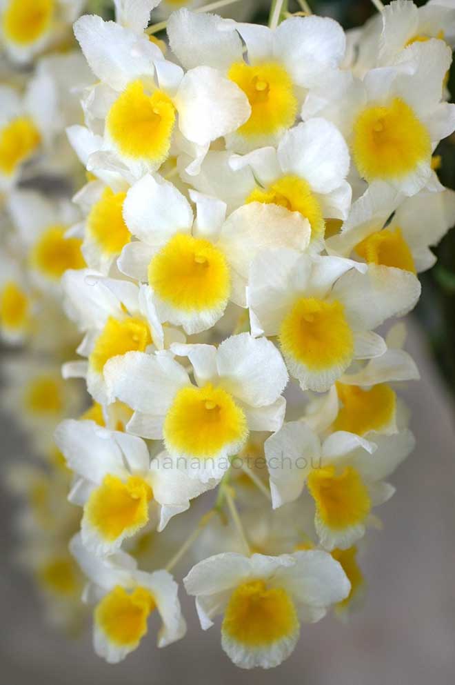 デンドロビウム ファーメリー 'アフター ショーナン'｜花の手帖の蘭図鑑