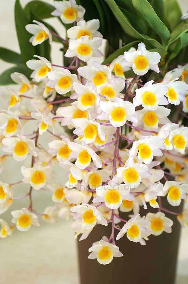 デンドロビウム ファーメリー 'シャイニング ピンク'｜花の手帖の蘭図鑑