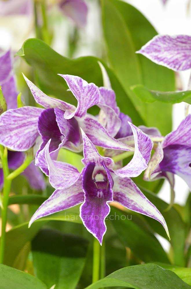 ｜花の手帖の蘭図鑑