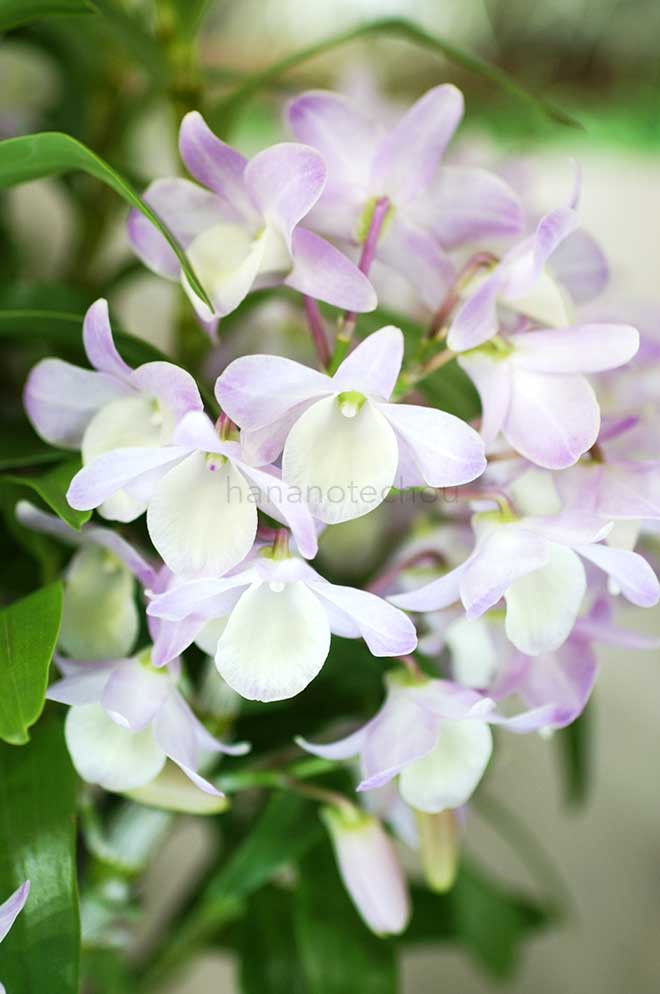 デンドロビウム ハマナレイク 'クミ'｜花の手帖の蘭図鑑