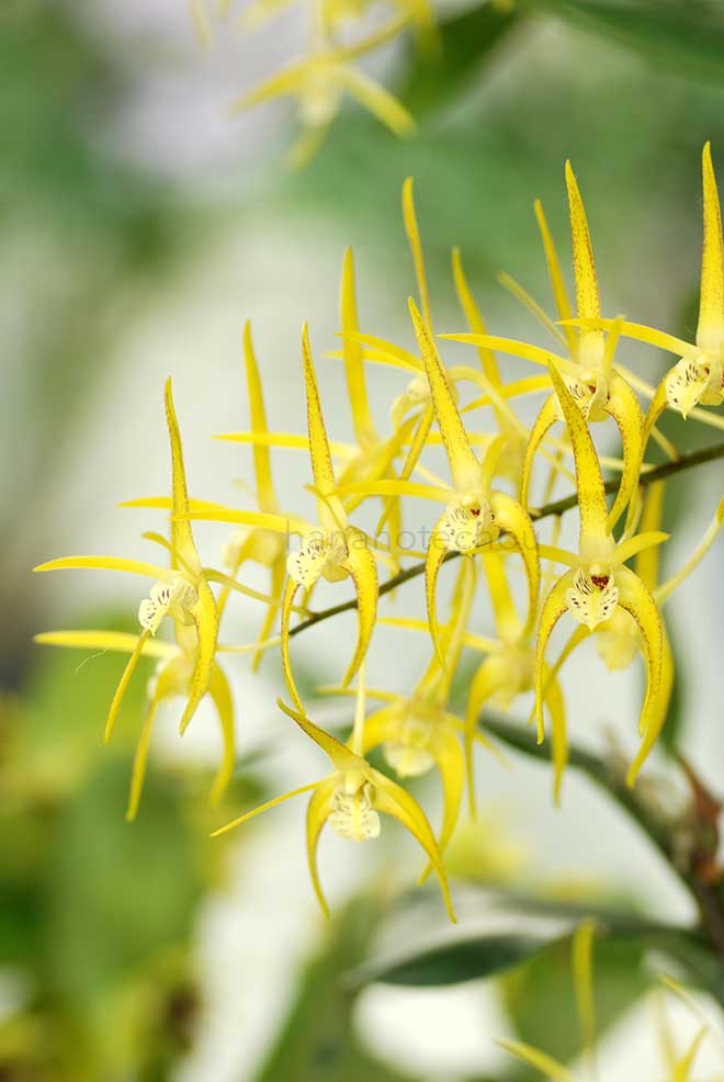 デンドロビウム ヒルダ ポクソン 'ゴールデン グロウ'｜花の手帖の蘭図鑑