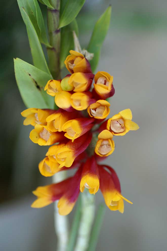 ｜花の手帖の蘭図鑑