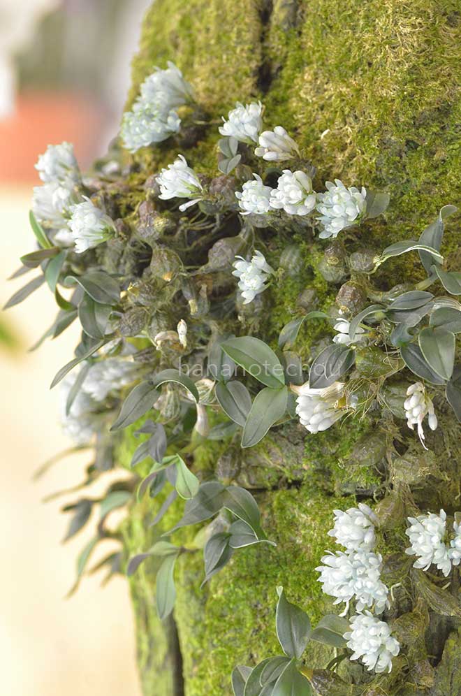 デンドロビウム リューコシアナム 'ラブリー'｜花の手帖の蘭図鑑