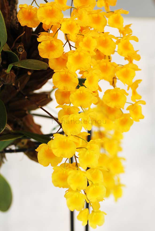 デンドロビウム リンデリー 'ミホ'｜花の手帖の蘭図鑑