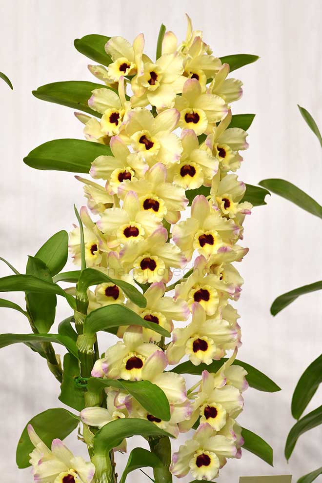 デンドロビウム マカナ 'ヒロミ'|花の手帖の蘭図鑑