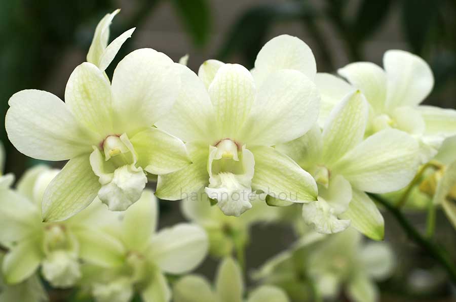 デンドロビウム ミレニアム グリーン｜花の手帖の蘭図鑑