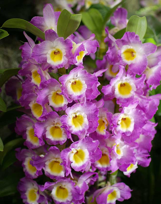 デンドロビウム ミューズ 'ピンクムーン'|花の手帖の蘭図鑑