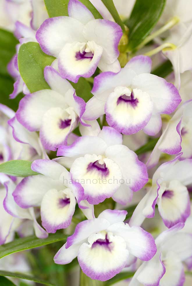 デンドロビウム マイ スウィート 'ウィンク'｜花の手帖の蘭図鑑