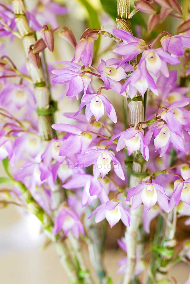 デンドロビウム オモカゲ 'サクラコ'|花の手帖の蘭図鑑