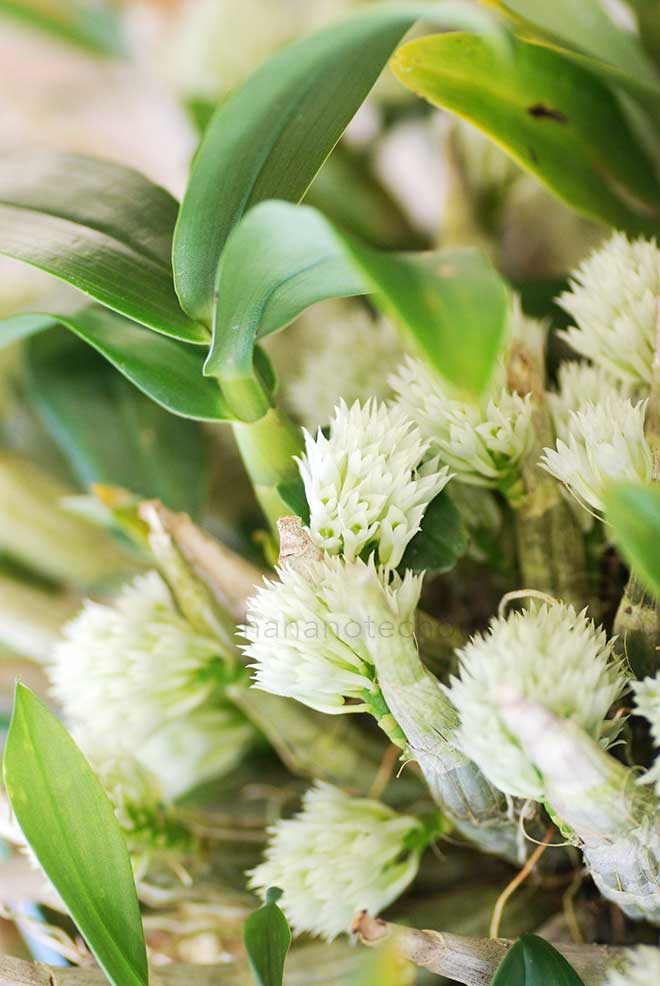 デンドロビウム オフィオグロッサム 'シー ギフト'｜花の手帖の蘭図鑑