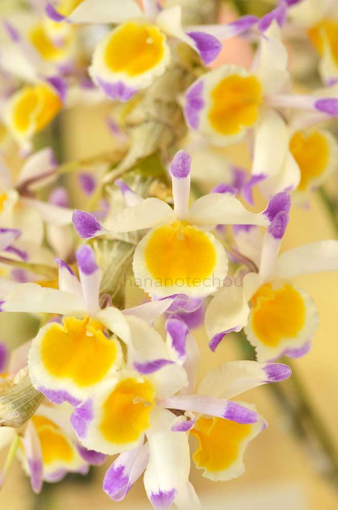 デンドロビウム ペンデュラム 'ヤマヒロ'|花の手帖の蘭図鑑