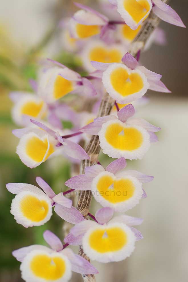 デンドロビウム プリムリナム 'レフト フジ'｜花の手帖の蘭図鑑