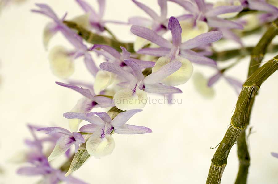 デンドロビウム プリムリナム 'チャ ティ'｜花の手帖の蘭図鑑