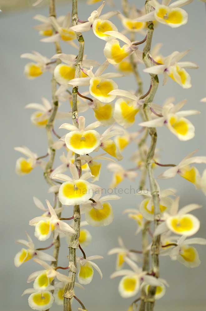 デンドロビウム プリムリナム 'ミサキ ドリーム'｜花の手帖の蘭図鑑