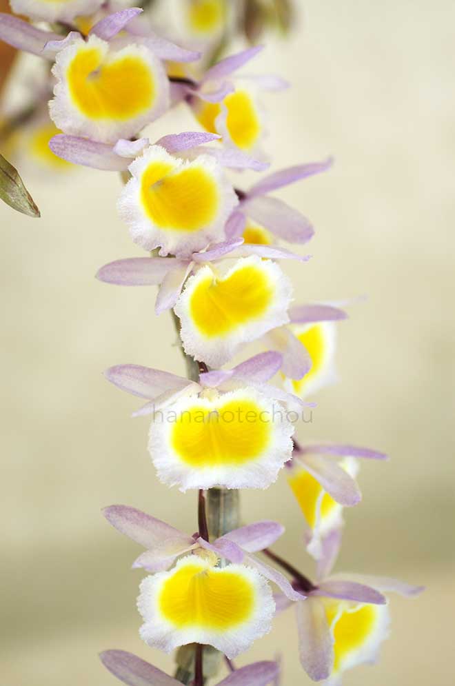 |花の手帖の蘭図鑑