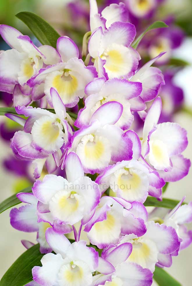 デンドロビウム ロイヤル スウィート x キャンディ スマイル 'アキコ'|花の手帖の蘭図鑑