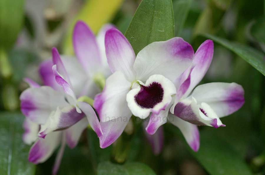 デンドロビウム スノーフレーク 'オトメ'|花の手帖の蘭図鑑