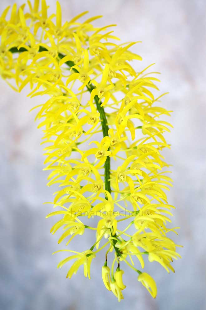 デンドロビウム スペシオサム 'タカラギ'｜花の手帖の蘭図鑑