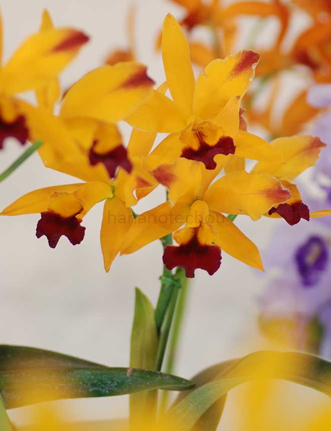 カトリアンセ トロピカル トリック SP マジック｜花の手帖の蘭図鑑