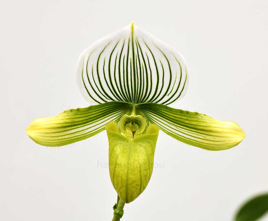 パフィオペディラム アリス ベル ’ライジング サン’｜花の手帖の蘭図鑑