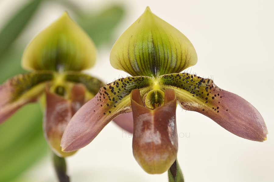 パフィオペディラム アップル マスター ’タマリン’|花の手帖の蘭図鑑