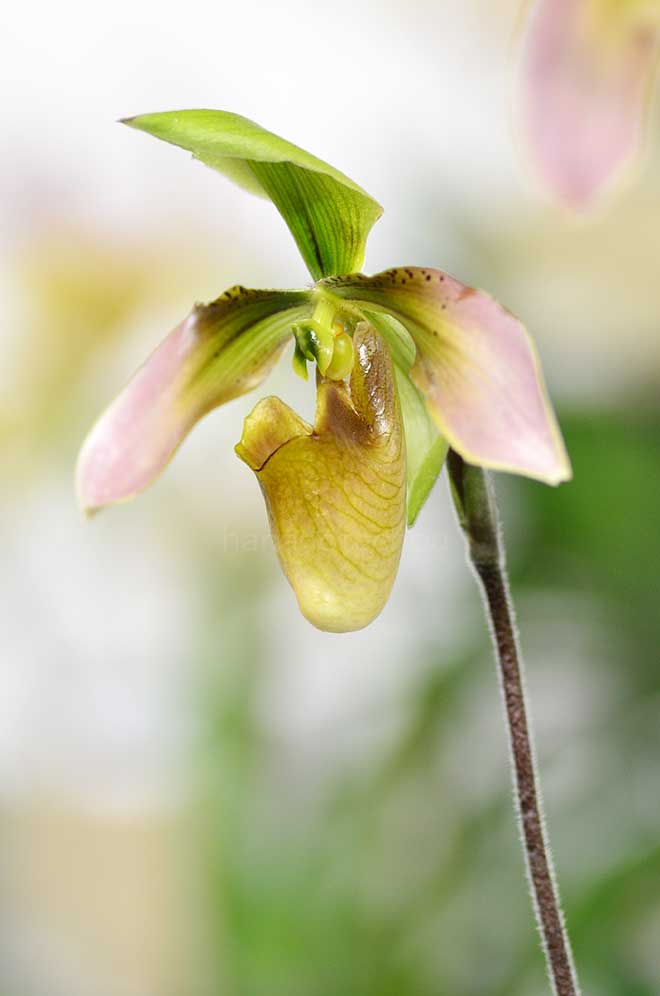 パフィオペディラム アプレトニアナム ’プライド オブ チャンタブリー’|花の手帖の蘭図鑑