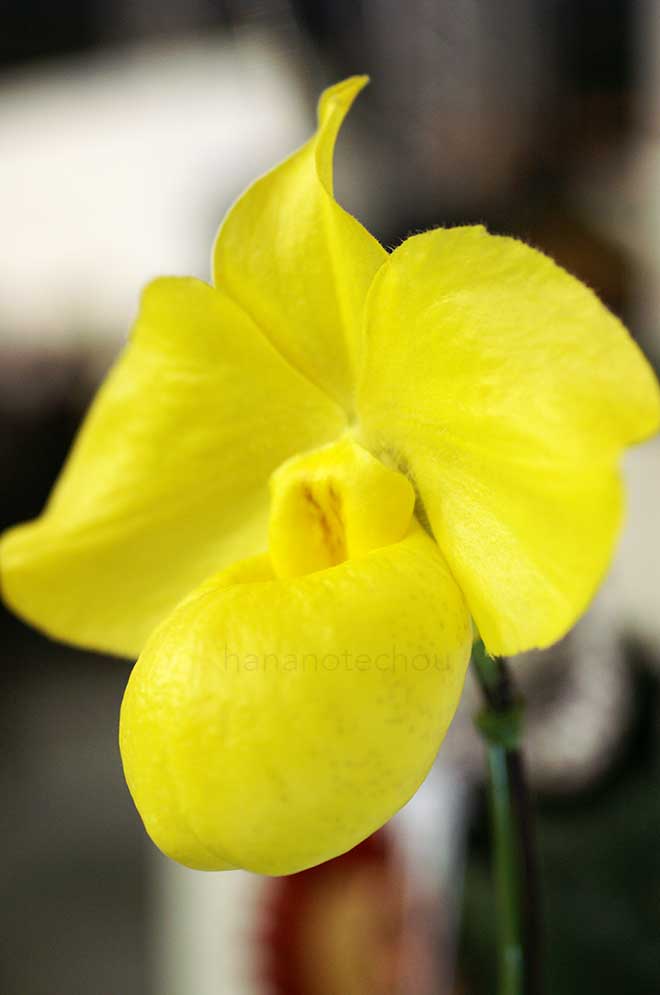 パフィオペディラム アルメニアカム 'クールNo.7'|花の手帖の蘭図鑑