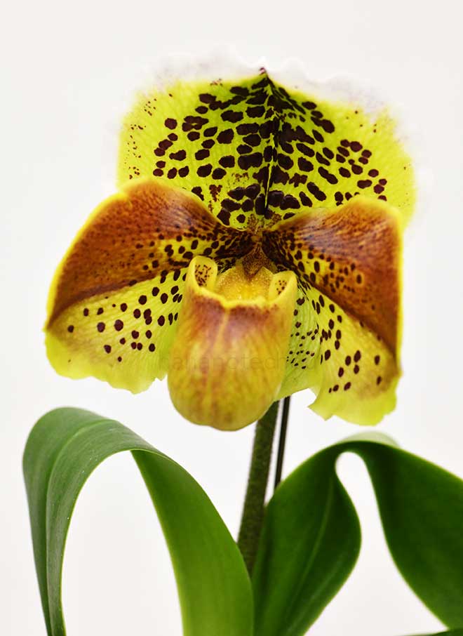 パフィオペディラム バード パシフィック ’T メディテーション’｜花の手帖の蘭図鑑