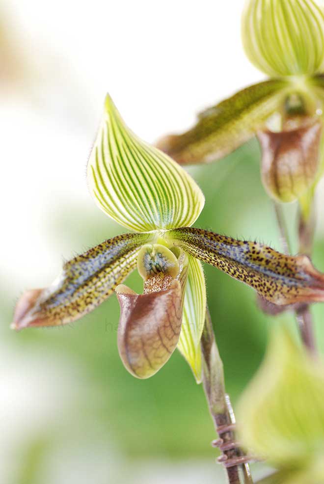 パフィオペディラム ボロブドゥール　'ストーンリー'｜花の手帖の蘭図鑑