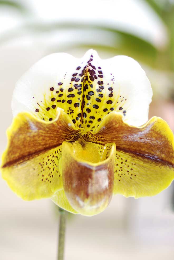 パフィオペディラム カサブランカ x リッペワンダー ’ミホチカ’｜花の手帖の蘭図鑑