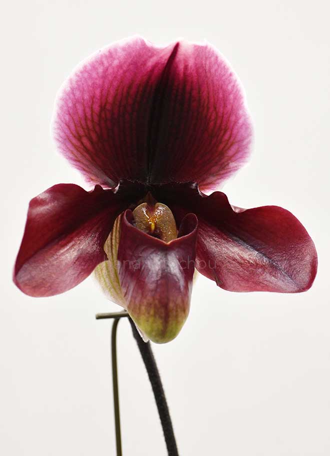 パフィオペディラム コンチネンタル トレジャー ’オクトパス No.2’｜花の手帖の蘭図鑑