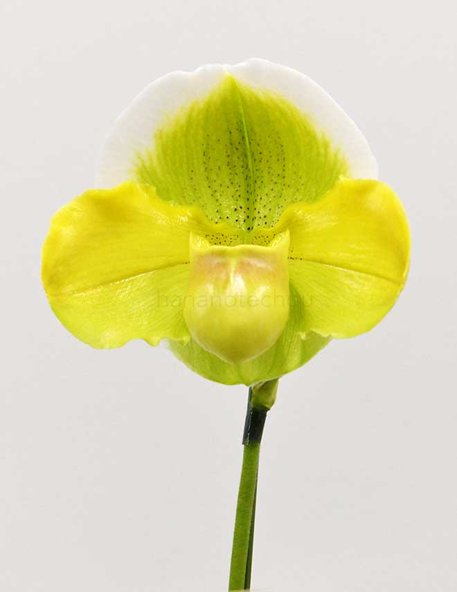 パフィオペディラム クレイジー スター ’セキノズ ジャイアント’|花の手帖の蘭図鑑