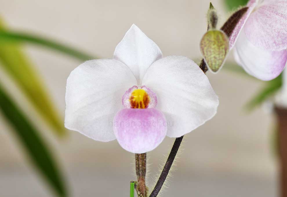 パフィオペディラム デレナティ ’ハルナ’｜花の手帖の蘭図鑑