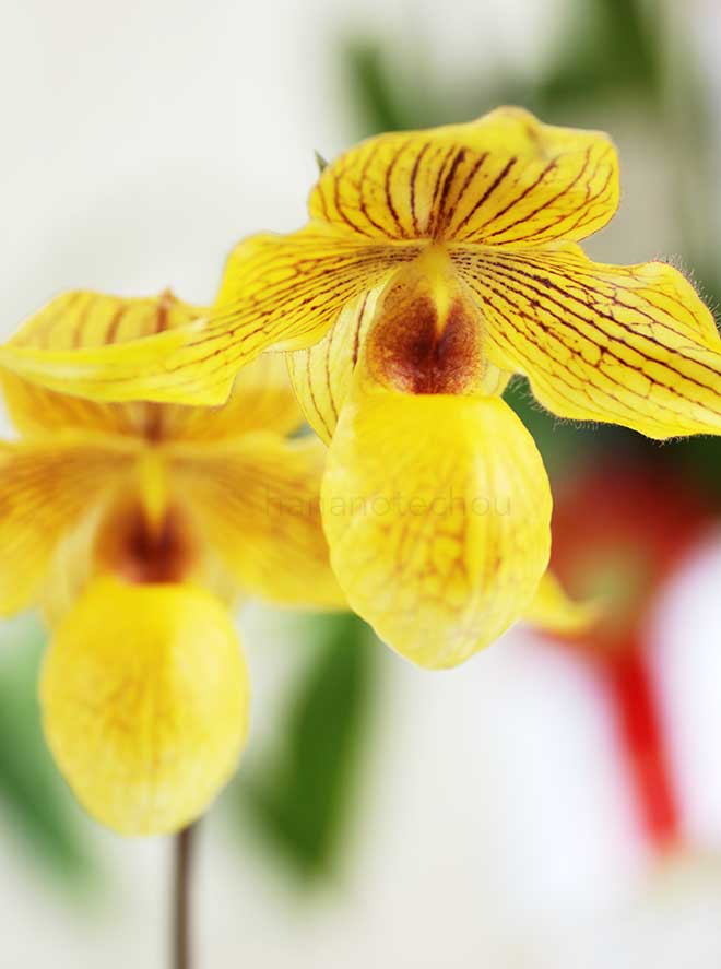 パフィオペディラム ドールゴールディ 'ヒデ'｜花の手帖の蘭図鑑