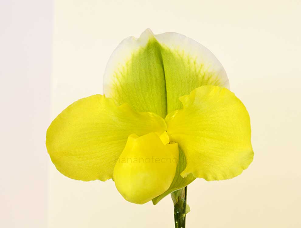 パフィオペディラム エメラルド フューチャー ’パーフェクション’｜花の手帖の蘭図鑑