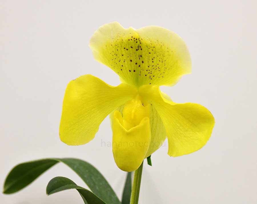 パフィオペディラム エンザン カナリー ’グレイスフル’｜花の手帖の蘭図鑑