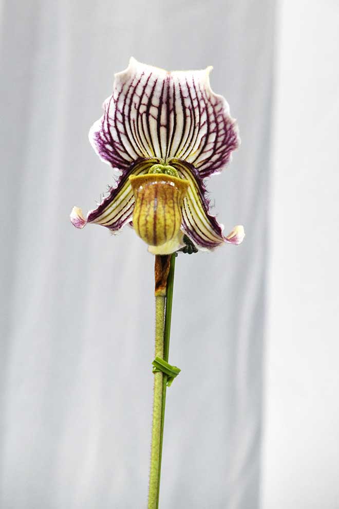 パフィオペディラム フェイリアナム ’サユリ’｜花の手帖の蘭図鑑